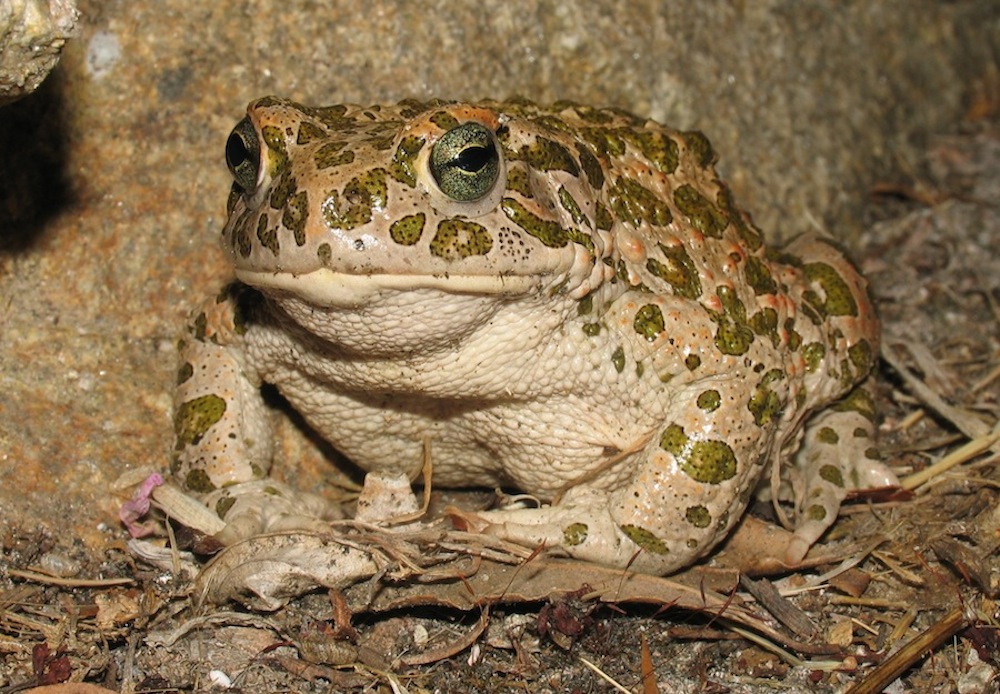 Bufo viridis - oggi Bufotes balearicus (Sardegna)